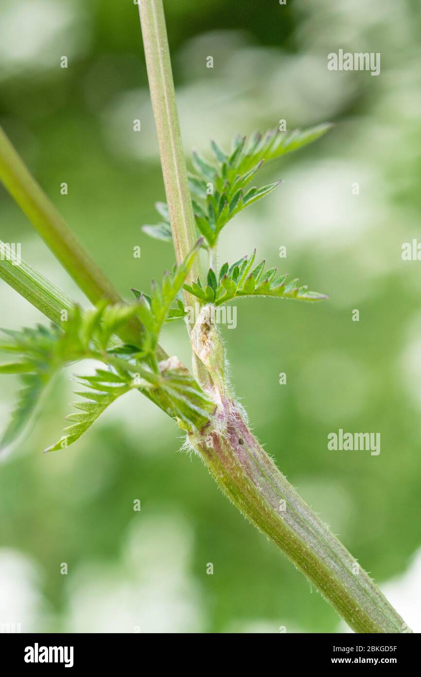 Petites feuilles de la tige de persil de vache / Anthriscus sylvestris [mai] poussant sur le bord de la route rurale. Mauvaise herbe du Royaume-Uni et assez difficile à enlever. Banque D'Images