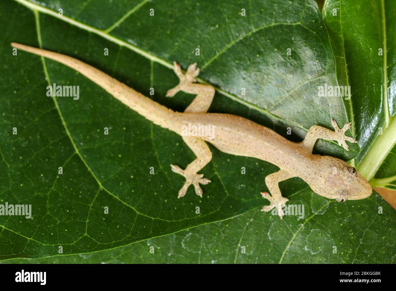 Asiatique ou maison commune Gecko Hemidactylus frenatus se trouve sur des feuilles vertes. Hemidactylus frenatus culine une plante tropicale. Gecko mur, Lizard maison. Banque D'Images