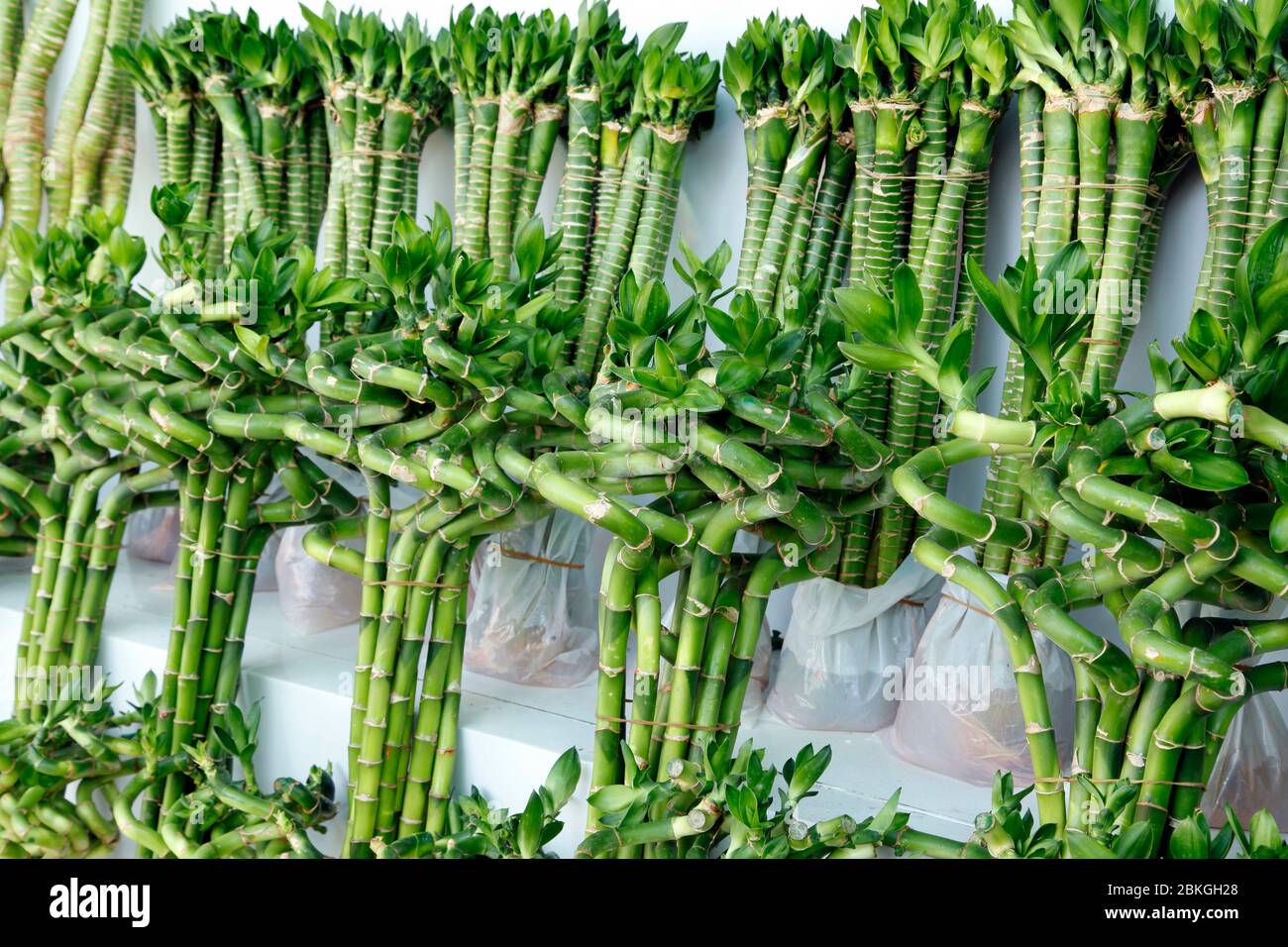 Bambou chanceux dans le marché de la fleur, à vendre Banque D'Images