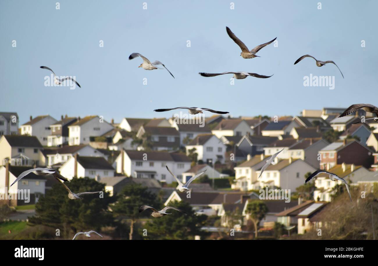 Mouettes volant au-dessus de la rivière Gannel à Newquay, Cornwall, Royaume-Uni Banque D'Images