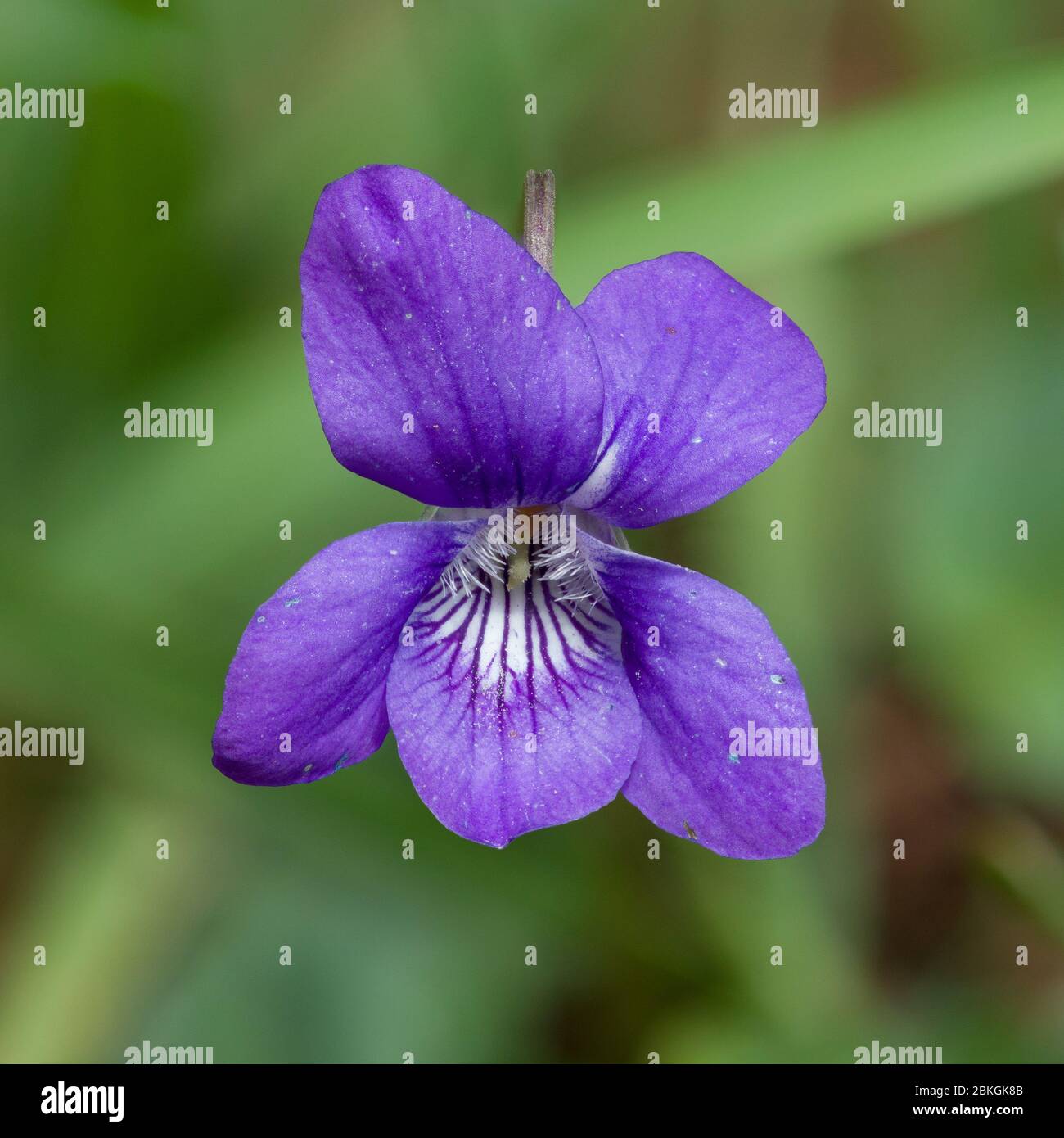 Fleur de Violet de chien commun (Viola riviniana), Parc national du Peak District, Angleterre Banque D'Images