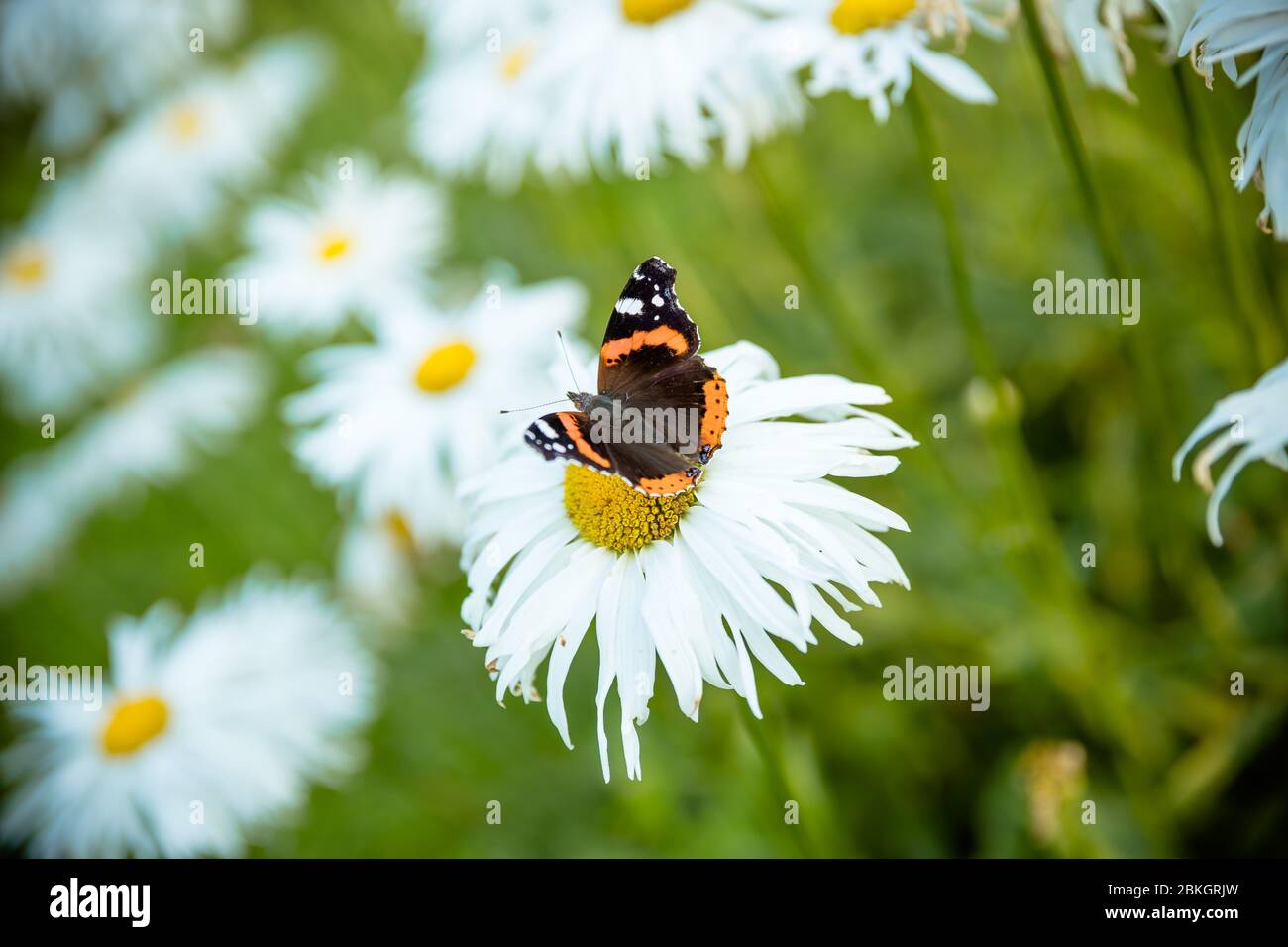 Papillon sur une fleur. Marguerite en fleurs.Monarch coloré papillon assis sur des fleurs de camomille. Papillon, camomille pâisies dans le champ de printemps d'été Banque D'Images