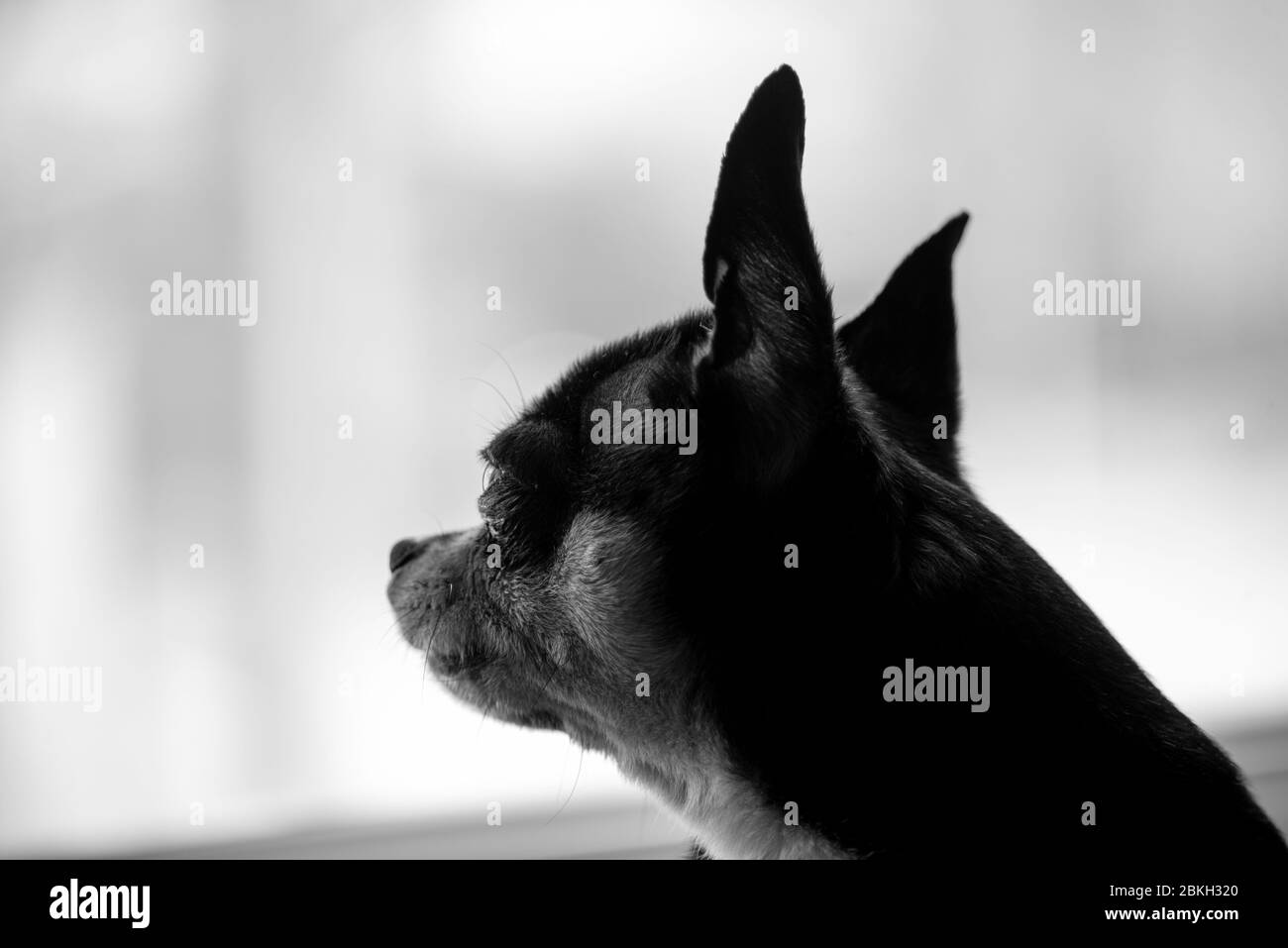 Chihuahua noir, brun et blanc. Une série de photos avec un chihuahua. Magnifique chien chihuahua. Portrait animal. Banque D'Images