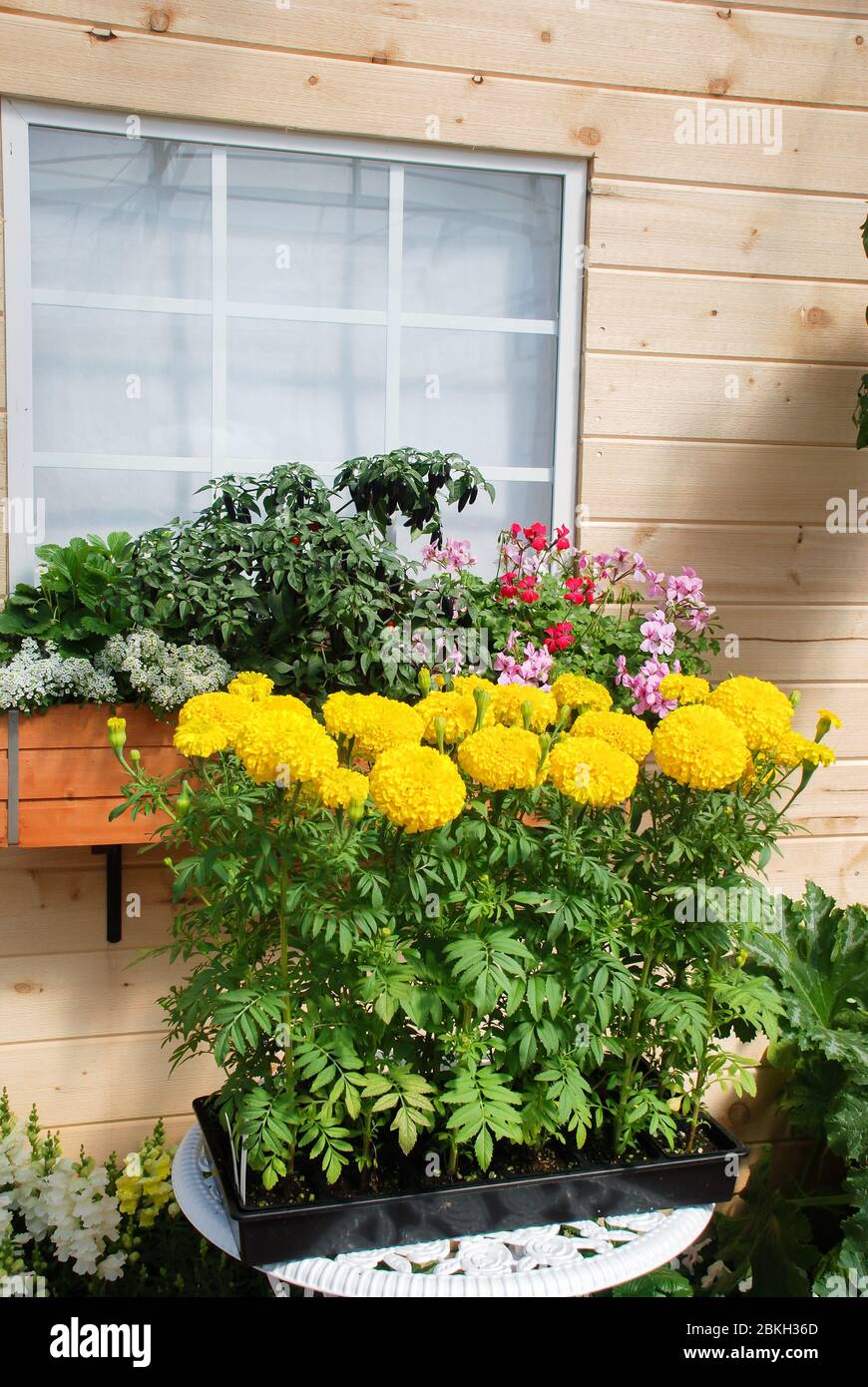 Marigolds couleur jaune (Tagetes erecta, marigold mexicain, Aztec marigold, marigold africain), pot de marigold Banque D'Images