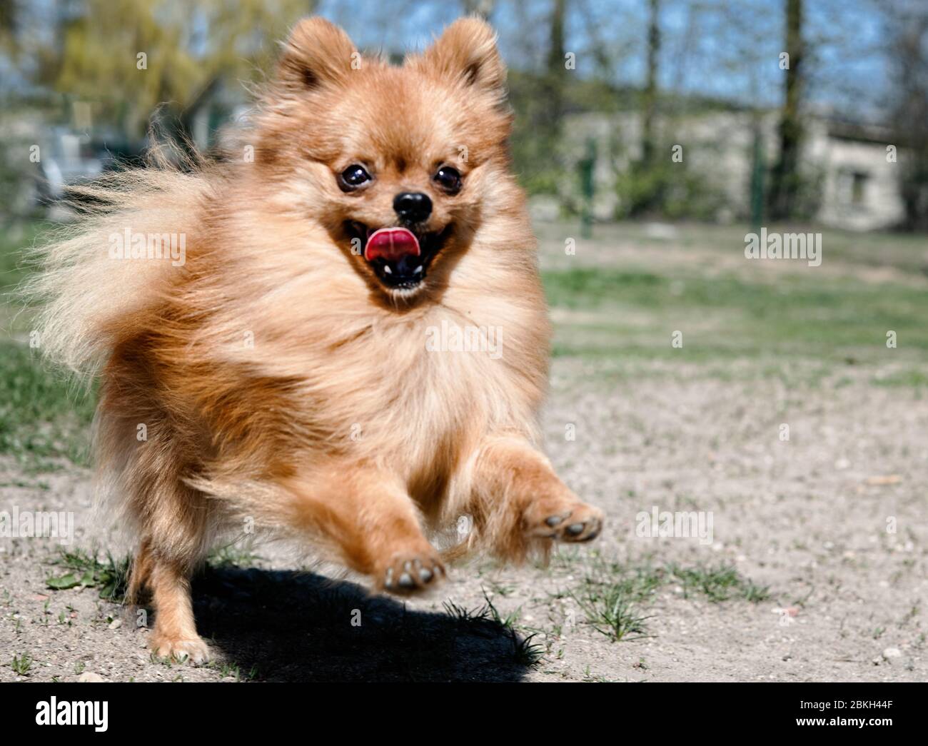 Chien spitz de Pomeranian, joli petit chien, en fond naturel de printemps. Spitz posé dans un fond de nature en fleur Banque D'Images