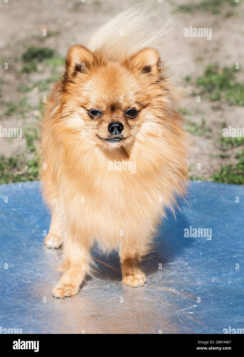 Chien spitz de Pomeranian, joli petit chien, en fond naturel de printemps. Spitz posé dans un fond de nature en fleur Banque D'Images