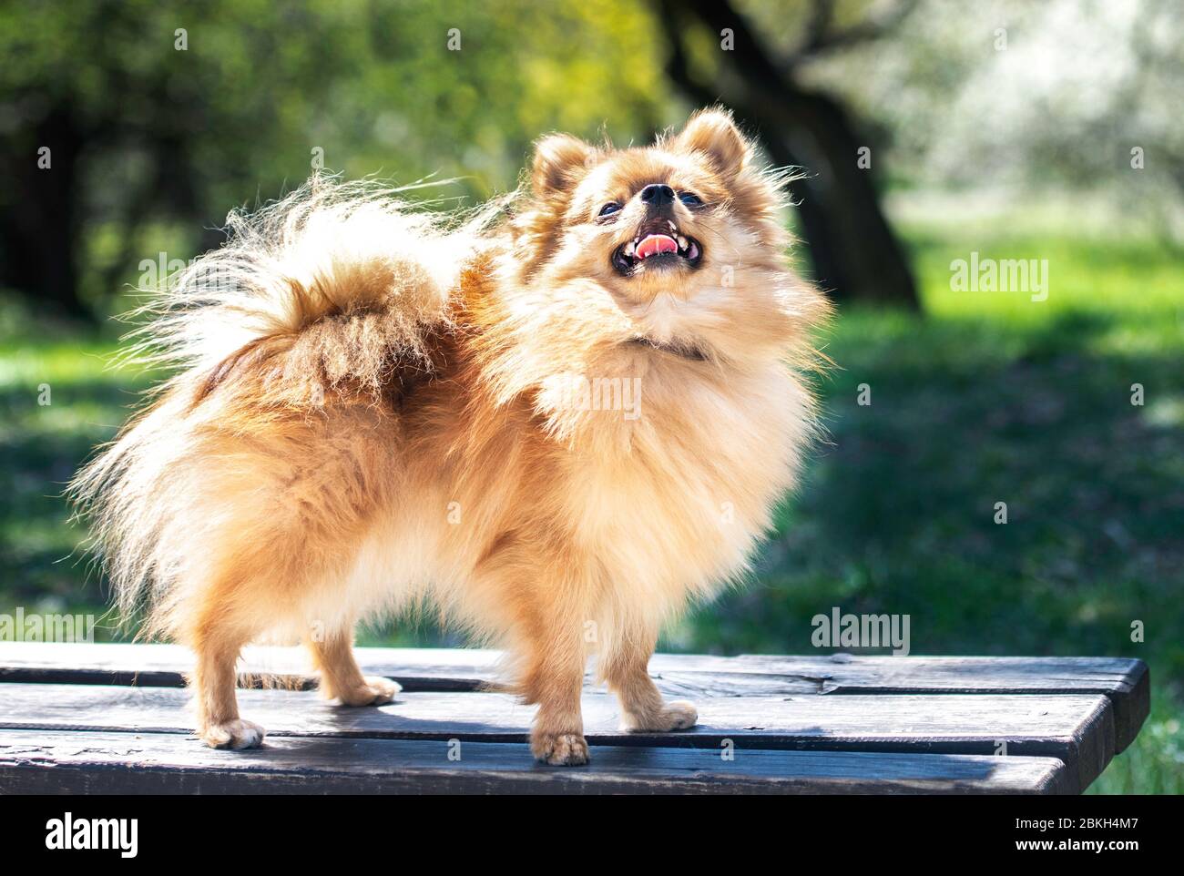 Chien spitz de Pomeranian, joli petit chien, en fond naturel de printemps. Spitz posé dans un fond de nature en fleur Banque D'Images