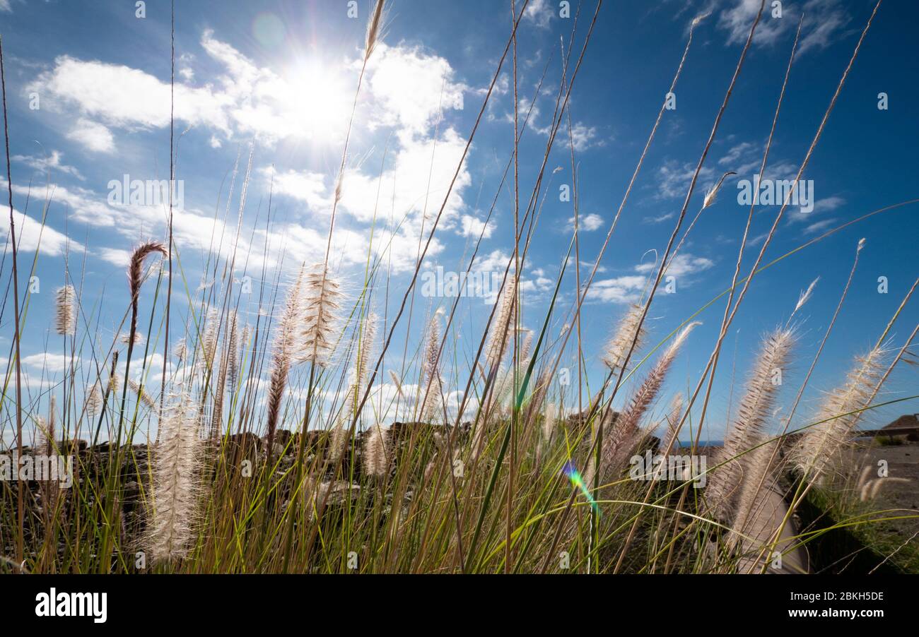 Herbe et ciel sauvages. Une scène rurale tranquille de graminées sauvages dans le bain de graines dans la chaleur du soleil d'été. Rétroéclairage avec lentille évasée. Banque D'Images
