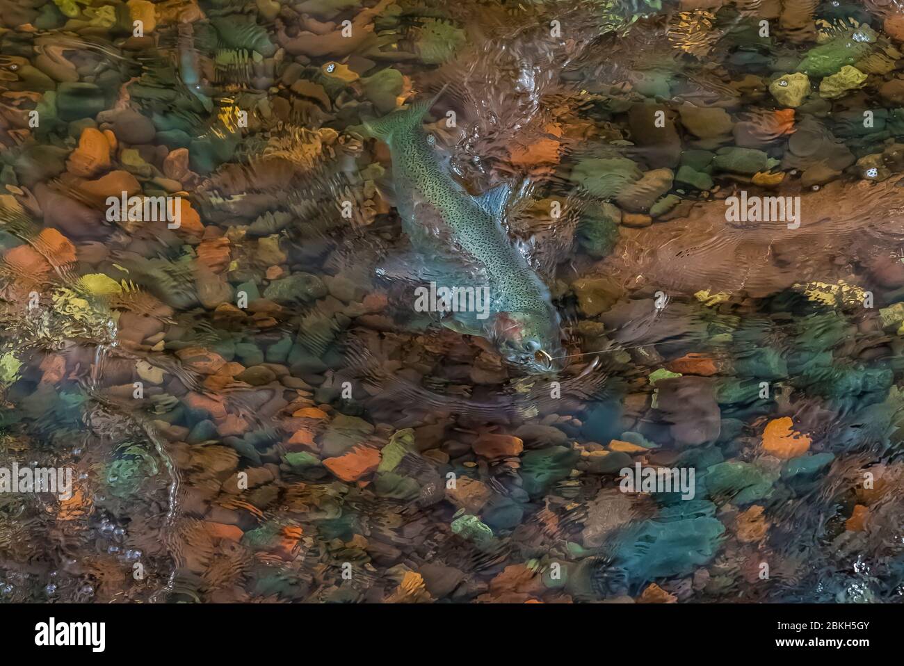 Pêcheur débarquant une grande truite du lac supérieur dans le parc national de Tettegouche le long de la côte nord du Minnesota, États-Unis Banque D'Images