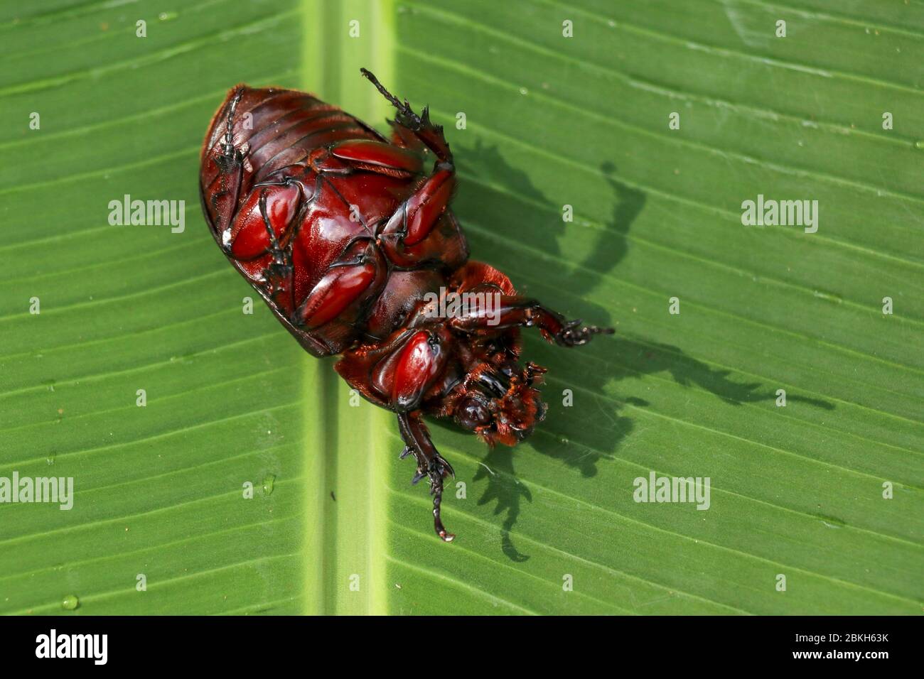 Vue sur l'européen Rhinoceros Beetle. Oryctes Nasicornis sur une feuille et une fleur vertes. Photo macro de beau coléoptère dans la nature. Gros plan de Rhin mâle Banque D'Images