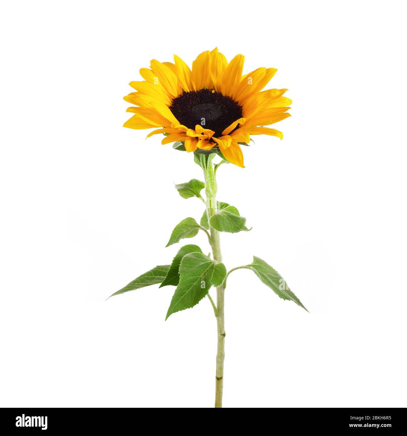 Tournesol isolé sur fond blanc. Contexte saisonnier. Banque D'Images