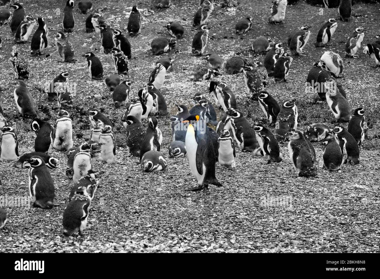 Un pingouin roi devant de nombreux pingouins magellaniques, Tierra del Fuego, Argentine Banque D'Images