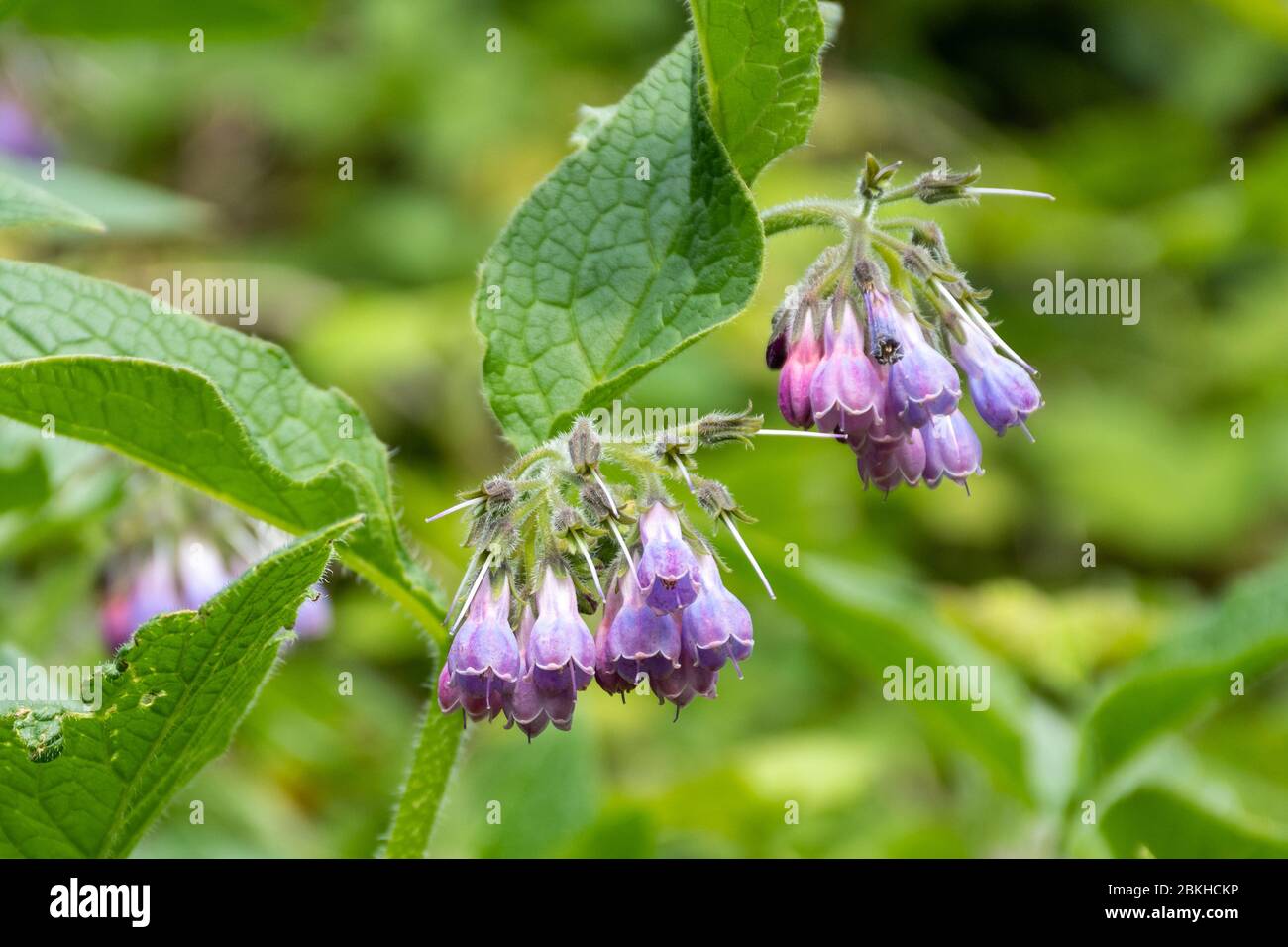 Comfrey commun (Symphytum officinale), plante aux fleurs violettes roses tubulaires, Royaume-Uni Banque D'Images