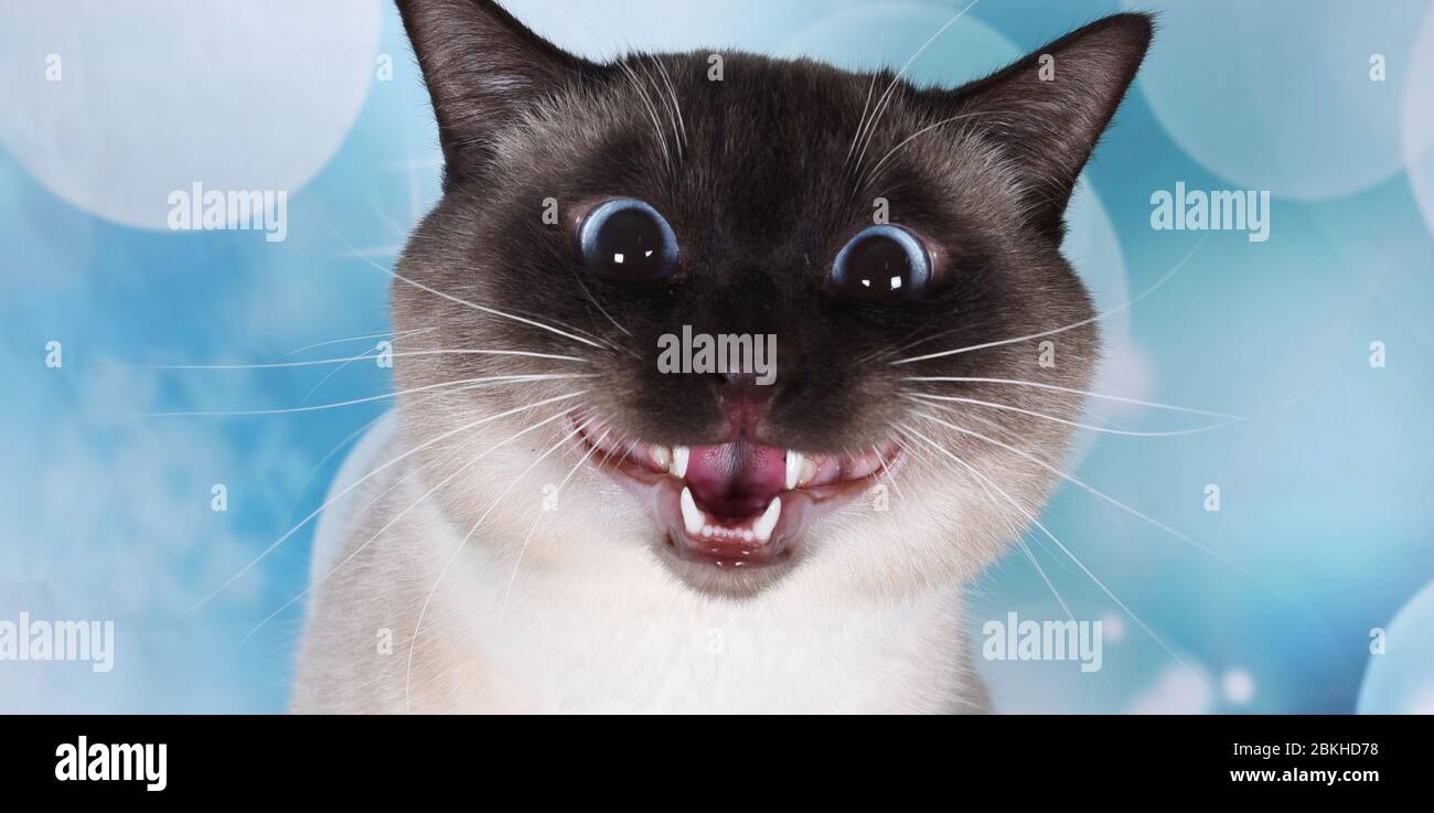 Sourire Drole De Chat A La Camera Siamese Point De Sceau Sur La Bulle Bleue Photo Stock Alamy Sourire Drole De Chat A La Camera Siamese Point De Sceau Sur La Bulle Bleue Photo Stock Alamy