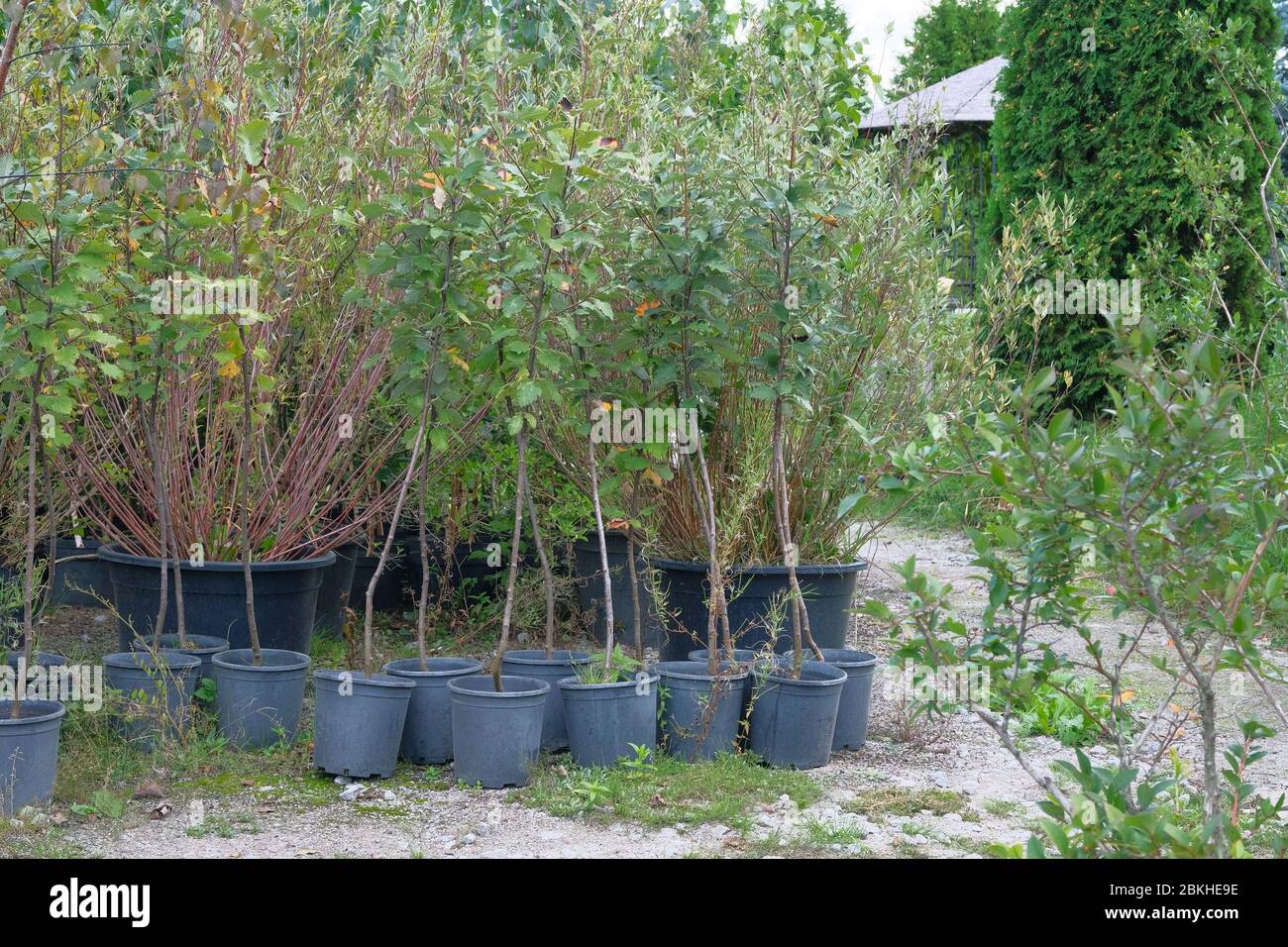 Boutique de jardin. Plantules d'arbres dans des pots dans le magasin de jardin. Pépinière de plantes et d'arbres pour le jardinage. Banque D'Images