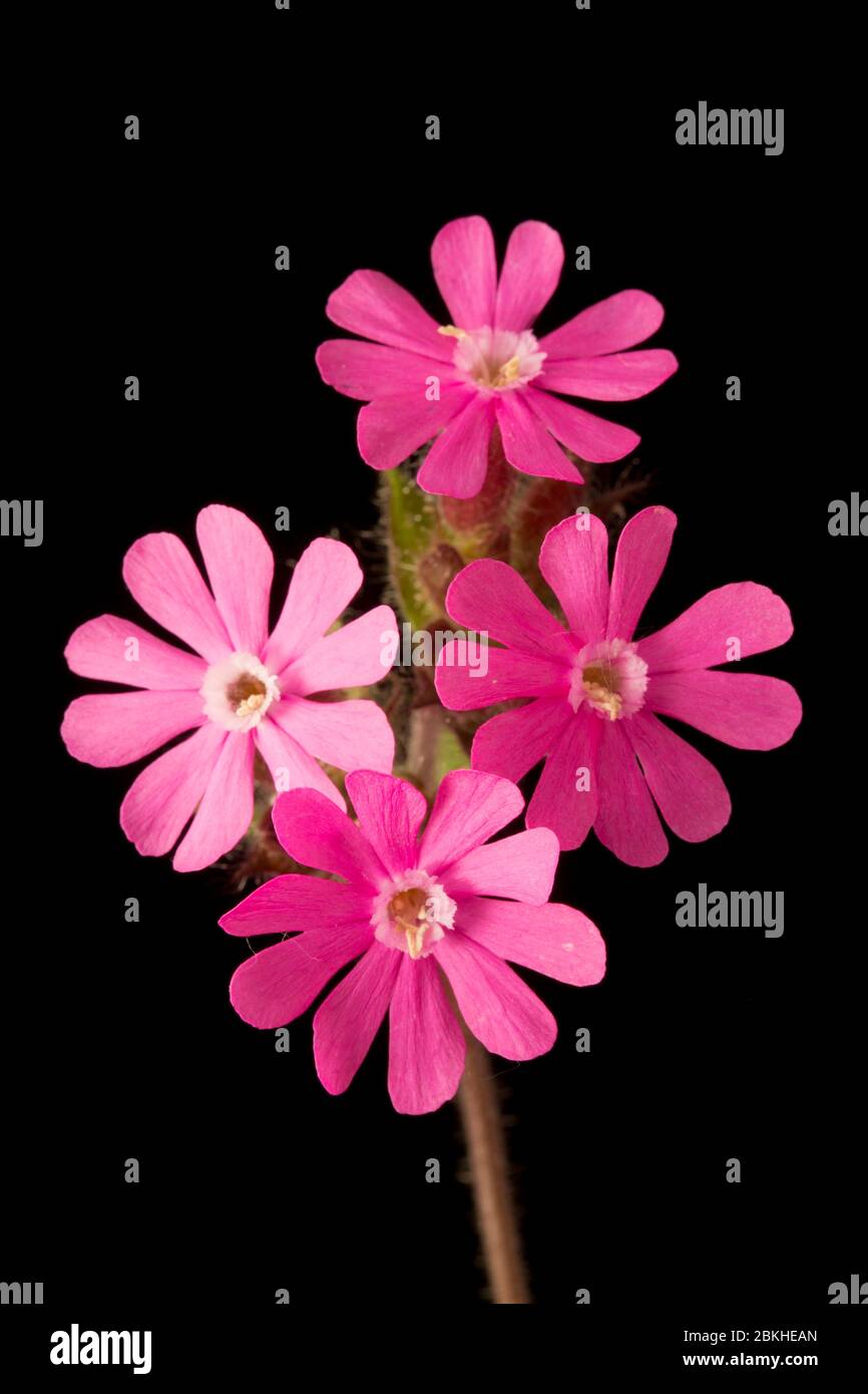 Exemple de Campion rouge en fleurs, Silene dioica photographié sur fond noir. Dorset Angleterre GB Banque D'Images