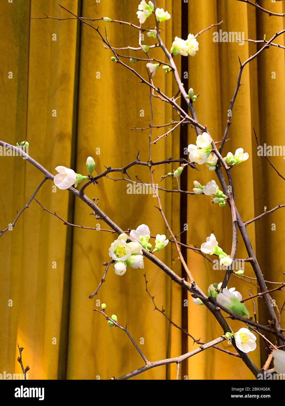 Gros plan sur de fausses fleurs artificielles sur des branches avec un arrière-plan de rideau. Banque D'Images