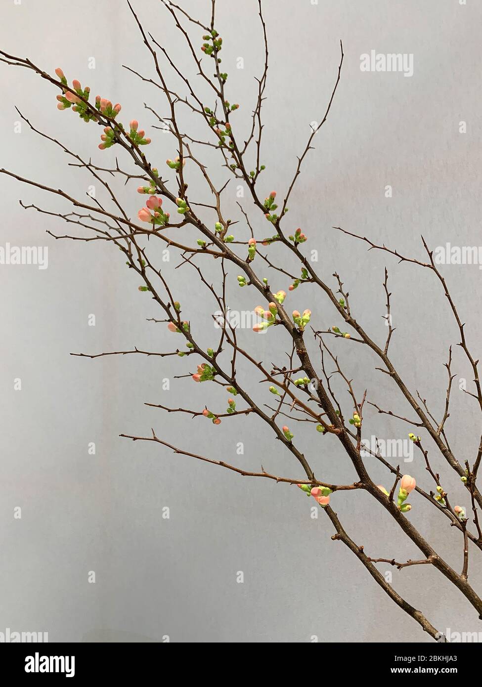 Vue rapprochée de fausses fleurs artificielles sur les branches. Banque D'Images