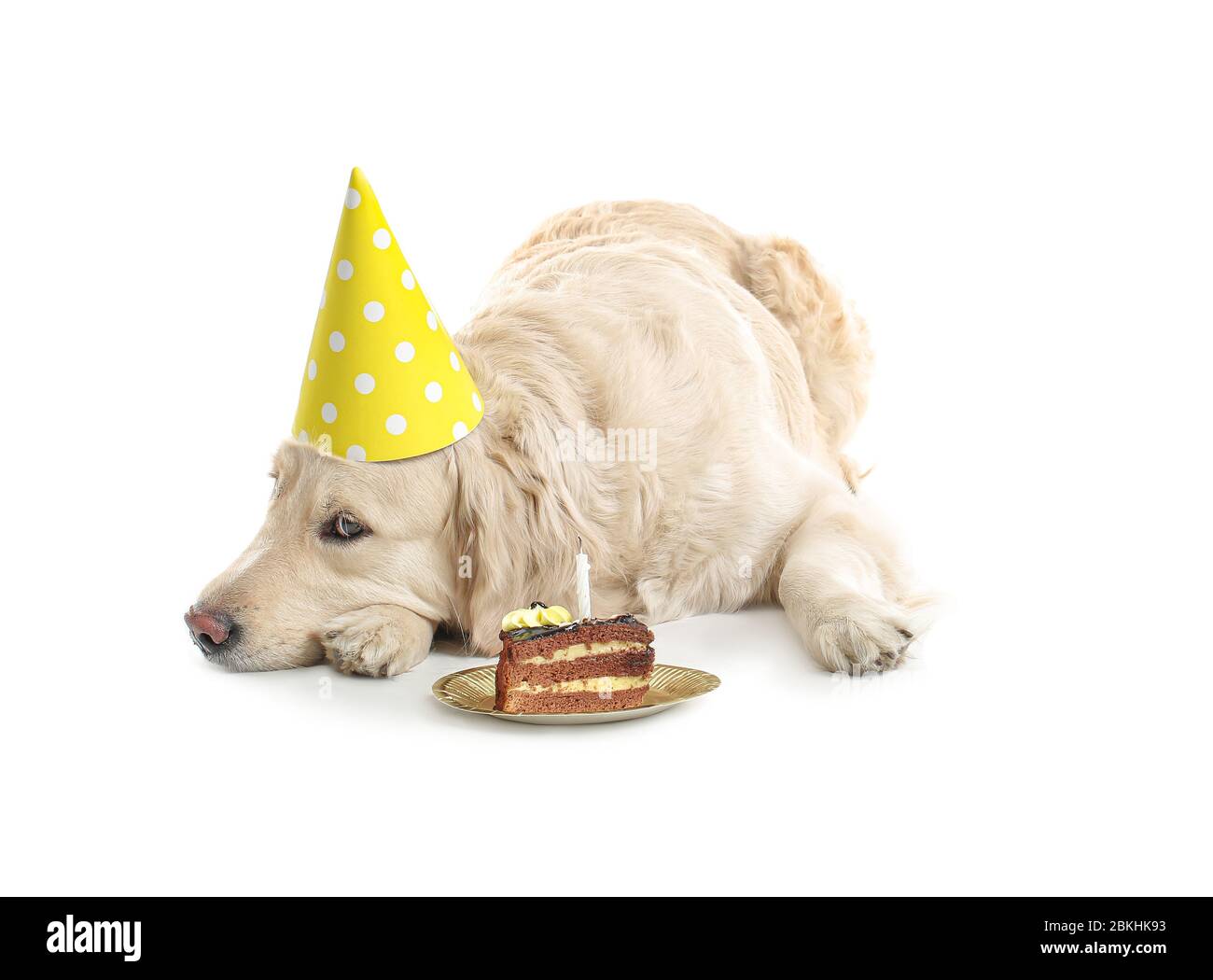 Joli Chien Dans Un Chapeau De Fete Et Avec Gateau D Anniversaire Sur Fond Blanc Photo Stock Alamy