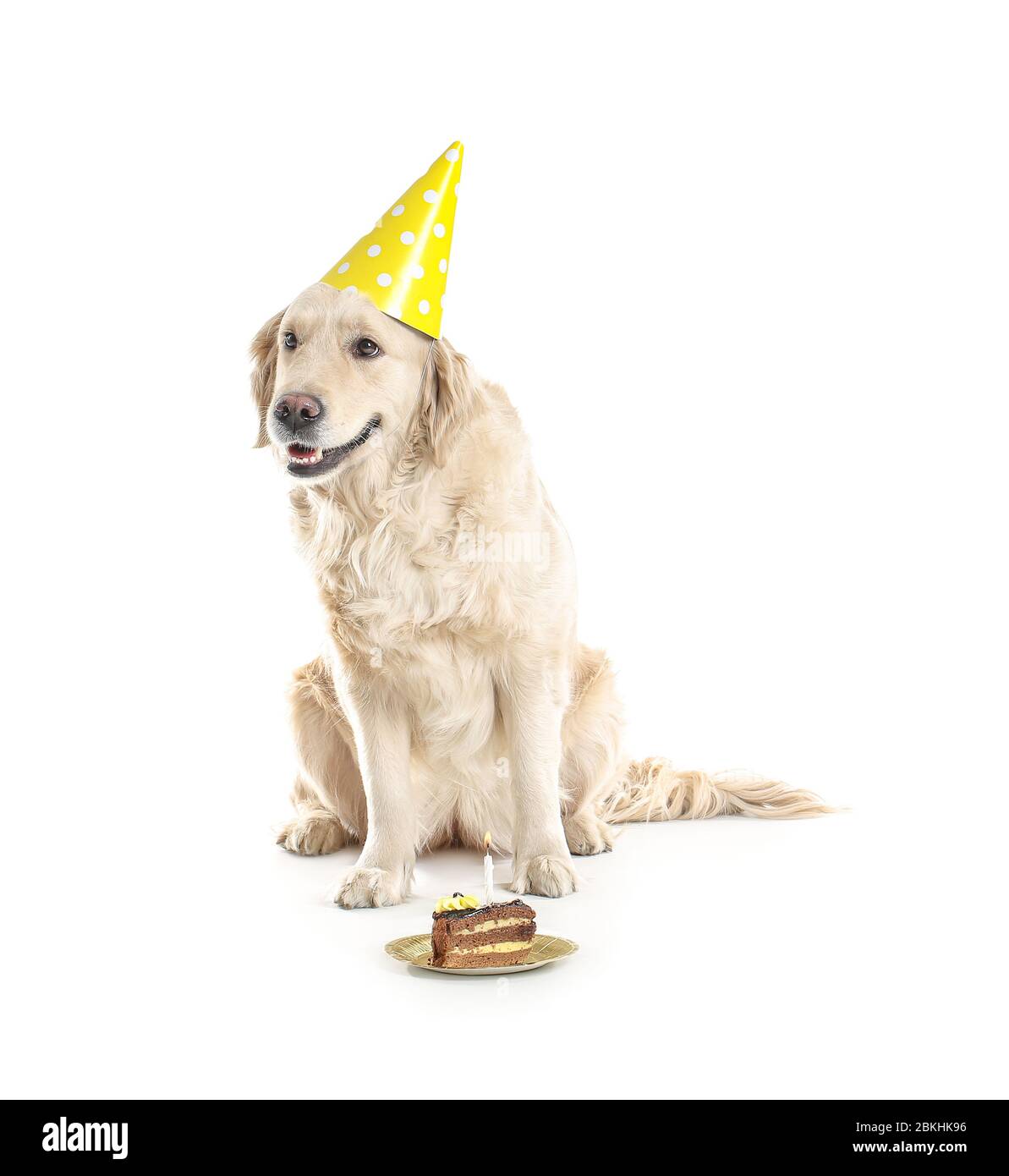 Joli chien dans un chapeau de fête et avec gâteau d'anniversaire sur fond  blanc Photo Stock - Alamy