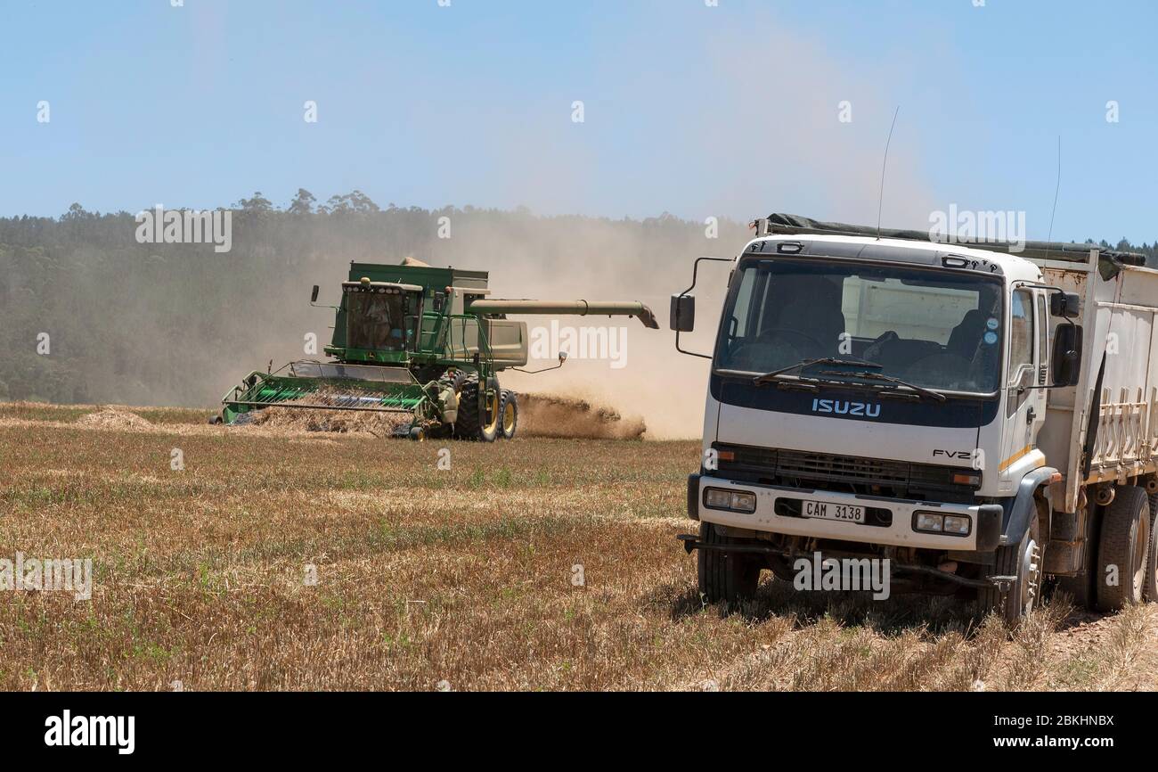 Caledon, Cap occidental, Afrique du Sud. 2019. Moissonneuse-batteuse travaillant sur les wheatlands, près de Caledon, Afrique du Sud. Banque D'Images