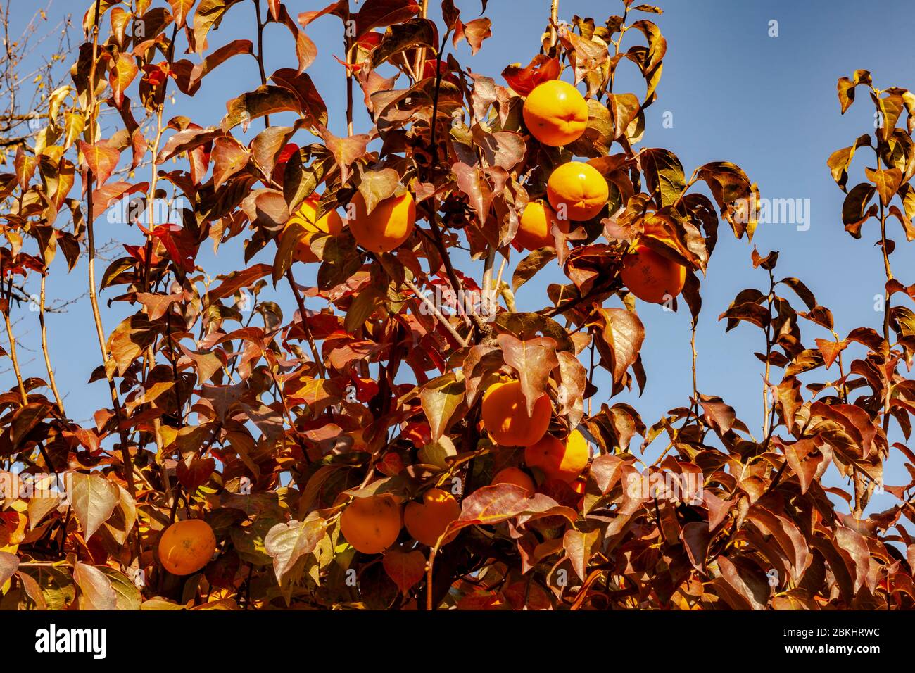Arbre de pérmmon aux fruits mûrs illuminés par la lumière du soleil d'automne. Prune Kaki. Banque D'Images