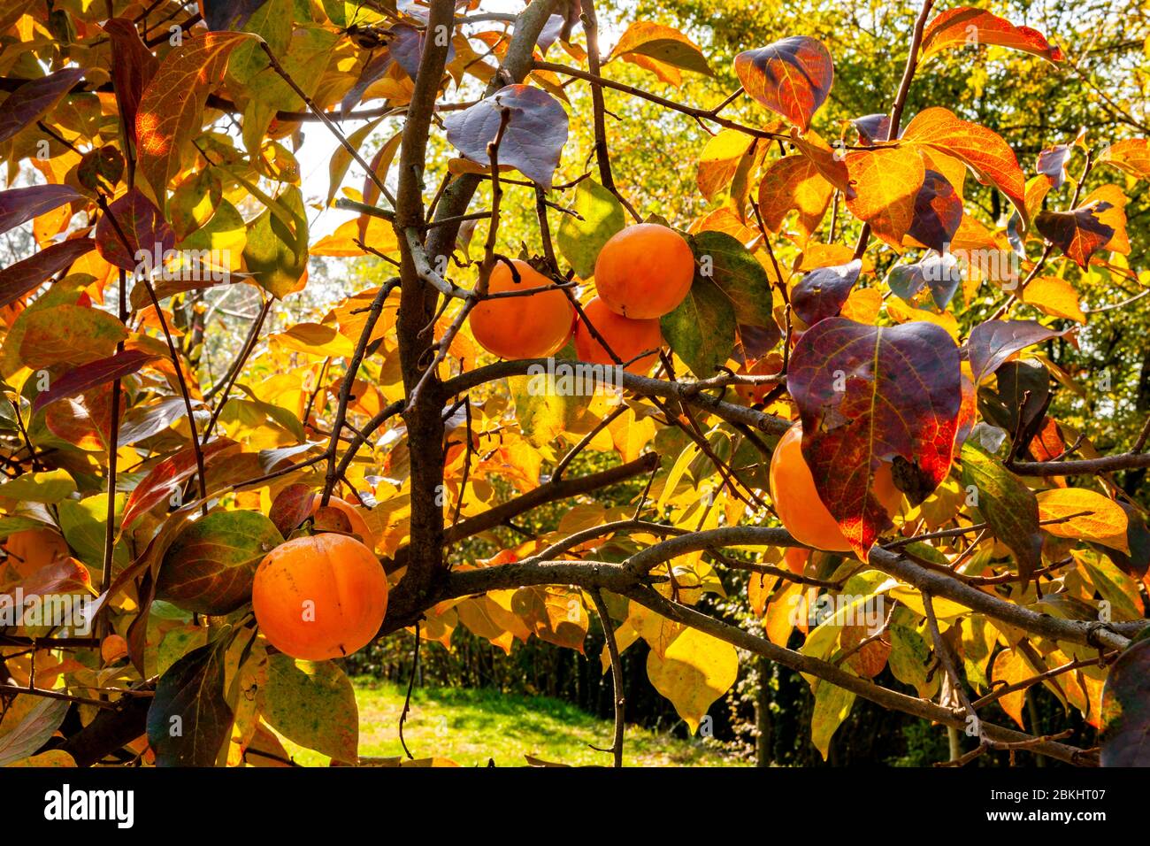 Arbre de pérmmon aux fruits mûrs illuminés par la lumière du soleil d'automne. Prune Kaki. Banque D'Images