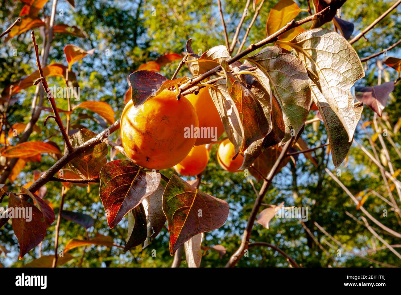 Arbre de pérmmon aux fruits mûrs illuminés par la lumière du soleil d'automne. Prune Kaki. Banque D'Images