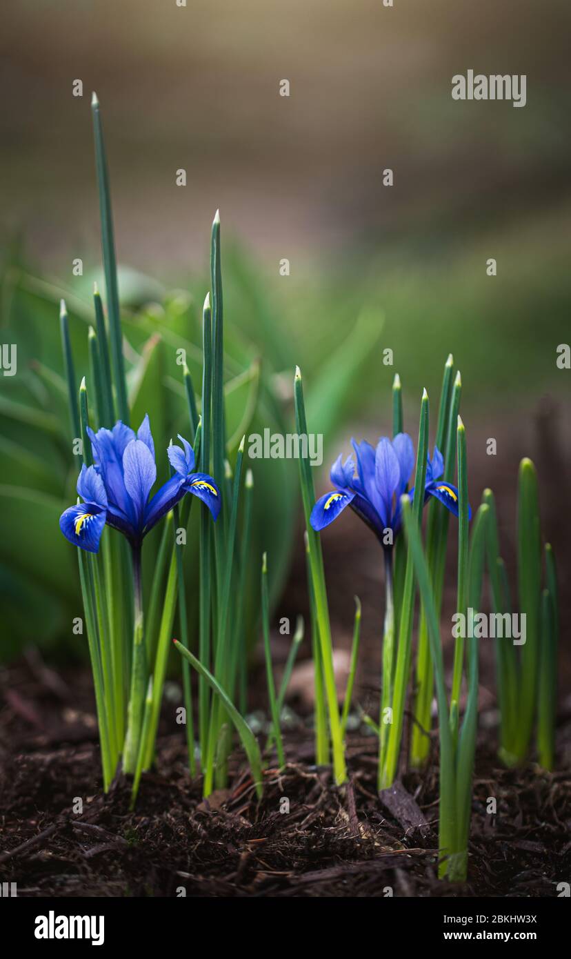 Gros plan de fleurs d'iris miniatures qui fleurissent dans le jardin le jour du printemps. Banque D'Images