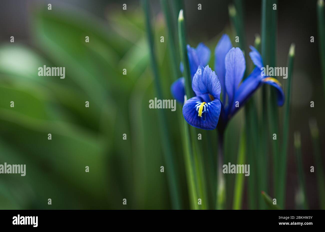 Gros plan de fleurs d'iris miniature dans le jardin le jour du printemps. Banque D'Images