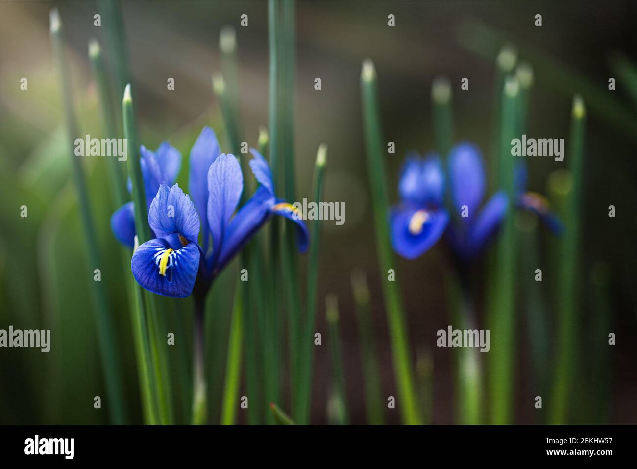 Gros plan de fleurs d'iris miniatures qui fleurissent dans le jardin le jour du printemps. Banque D'Images