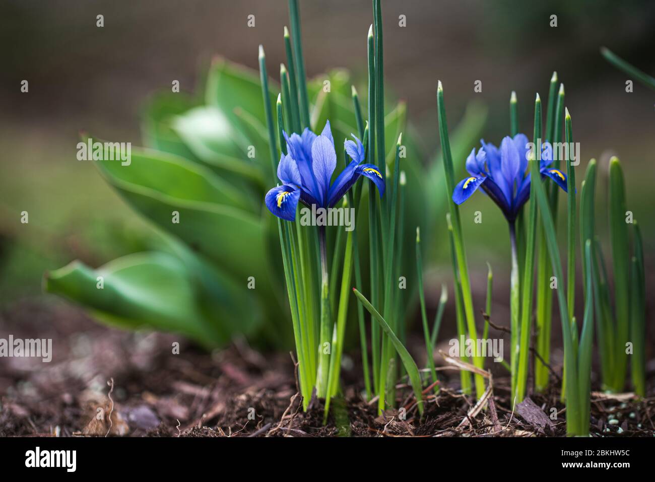 Gros plan de fleurs d'iris miniatures en fleurs dans le jardin le jour du printemps. Banque D'Images