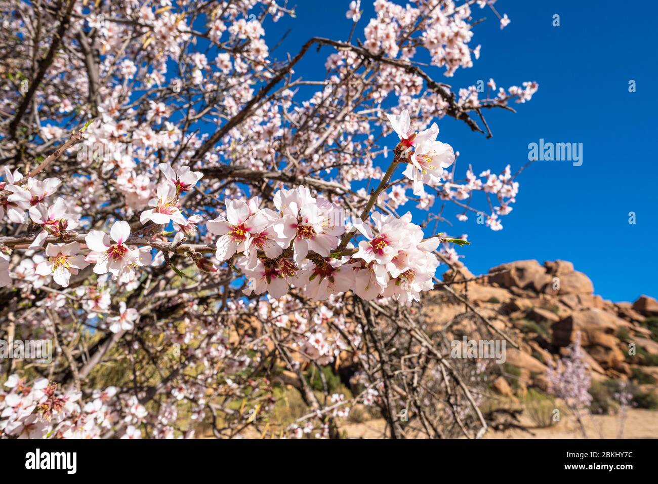 Maroc, Souss-Massa, environs de Tafraoute, amandiers en fleurs Banque D'Images