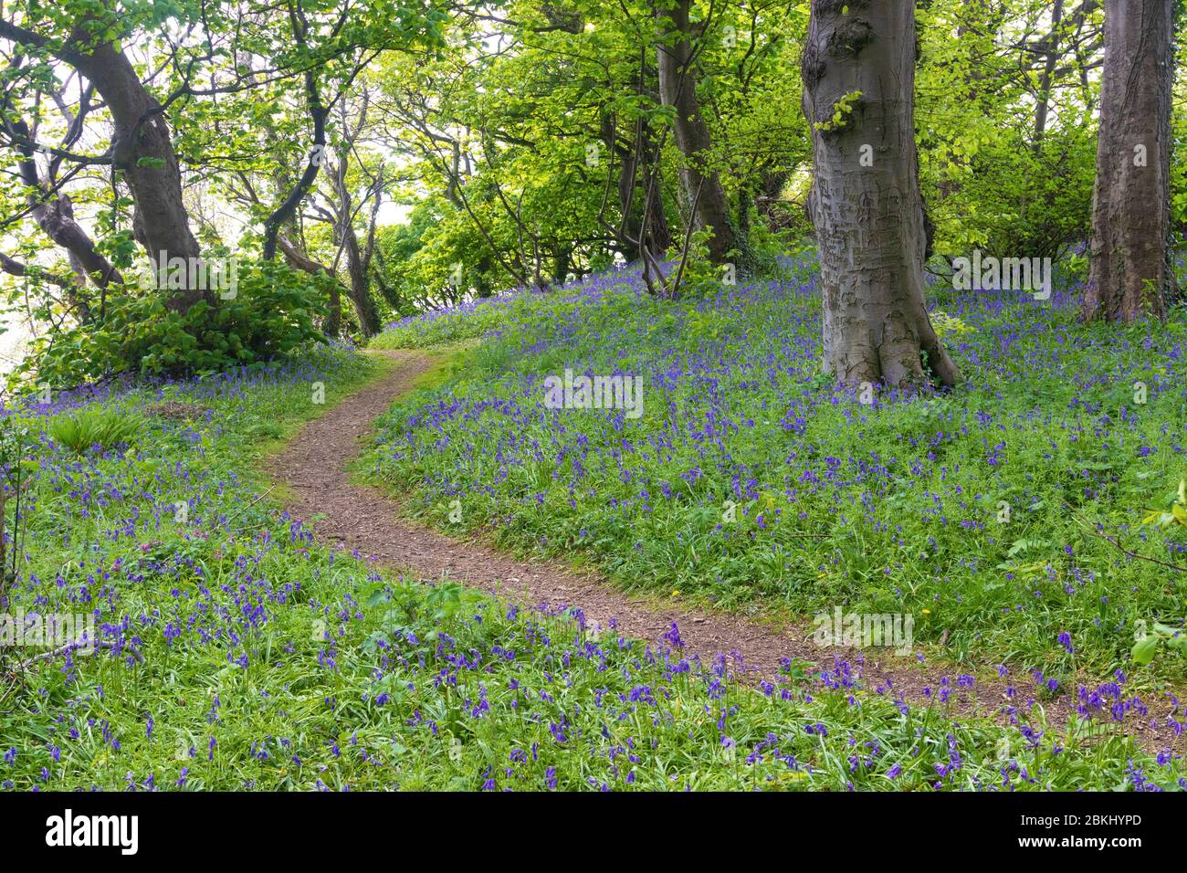 Bluebells dans les bois de la maison de baignade Dalgety Bay Fife Banque D'Images