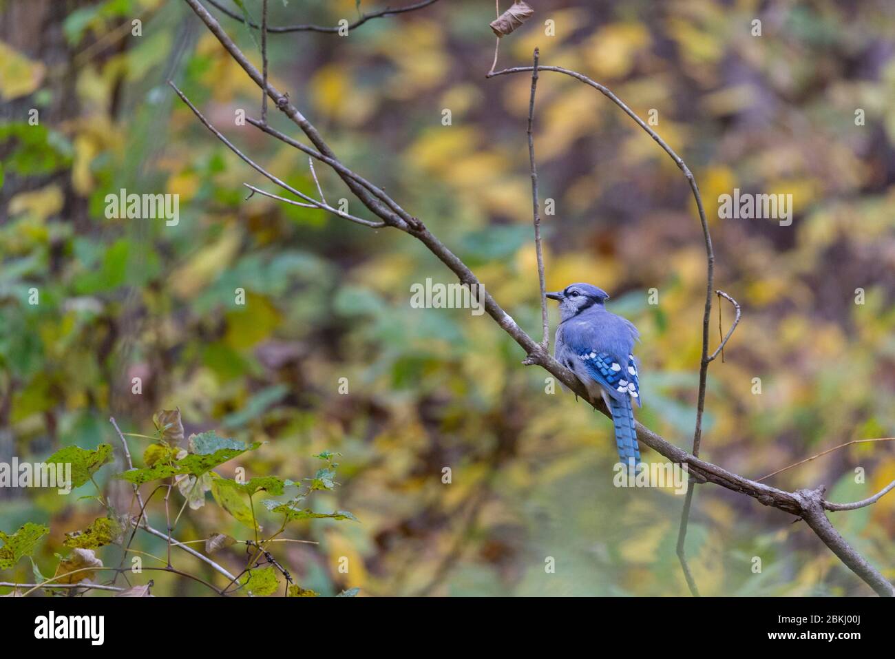 Etats-Unis, Virginie, Parc National Shenandoah en automne, bleu jay (Cyanocitta cristata) Banque D'Images