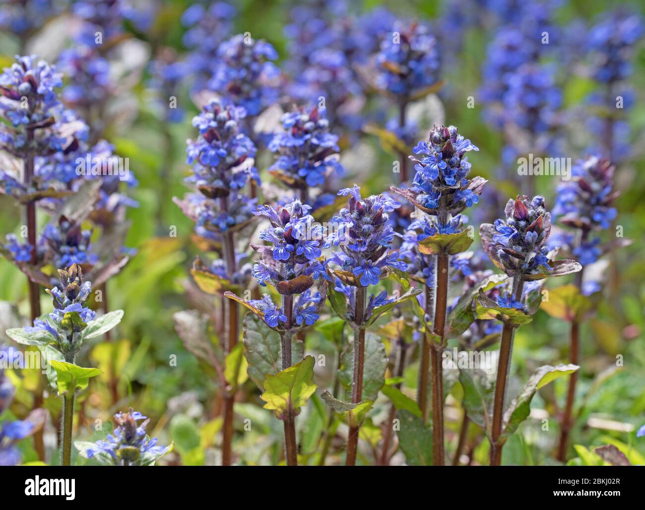 Günsel, Ajuga reptans, sur la prairie Banque D'Images