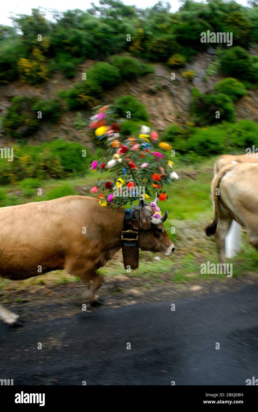 France, plateau d'Aubrac, transhumance des animaux à pied Banque D'Images