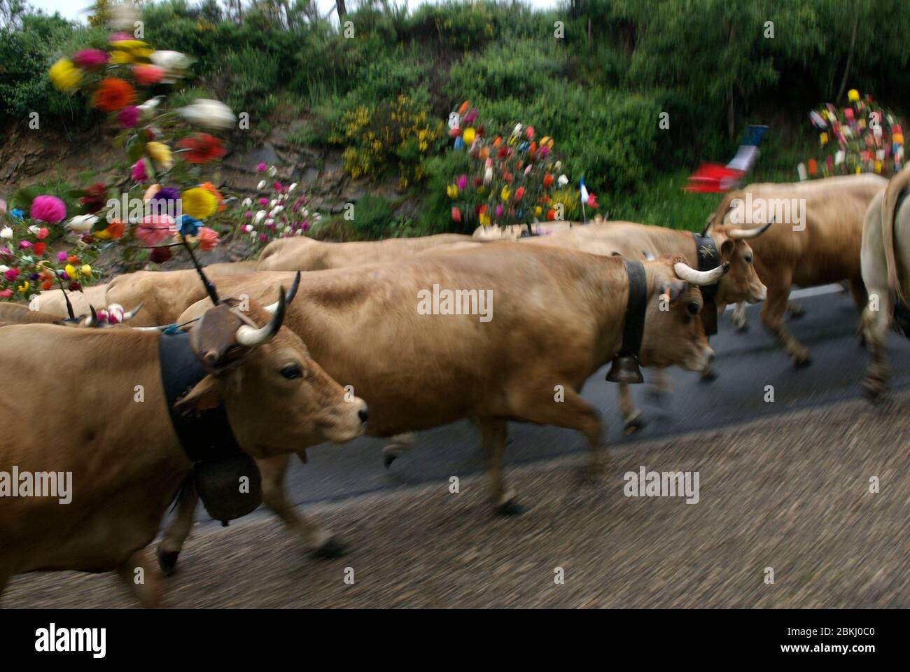 France, plateau d'Aubrac, transhumance des animaux à pied Banque D'Images