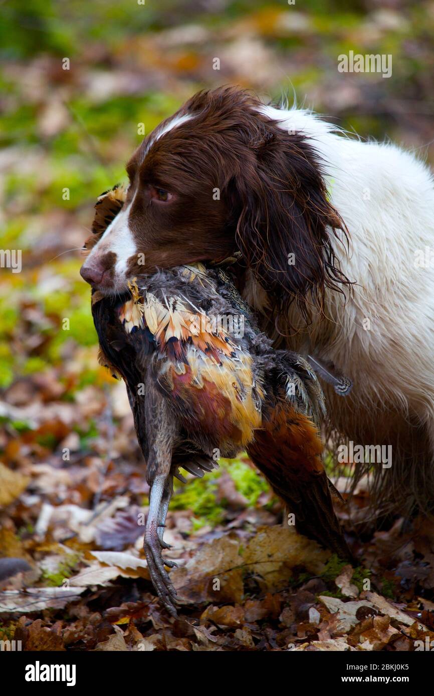 France, Indre et Loire, Vernou sur Brenne, journée de chasse avec chien apportant le jeu à Vuitonnière Banque D'Images