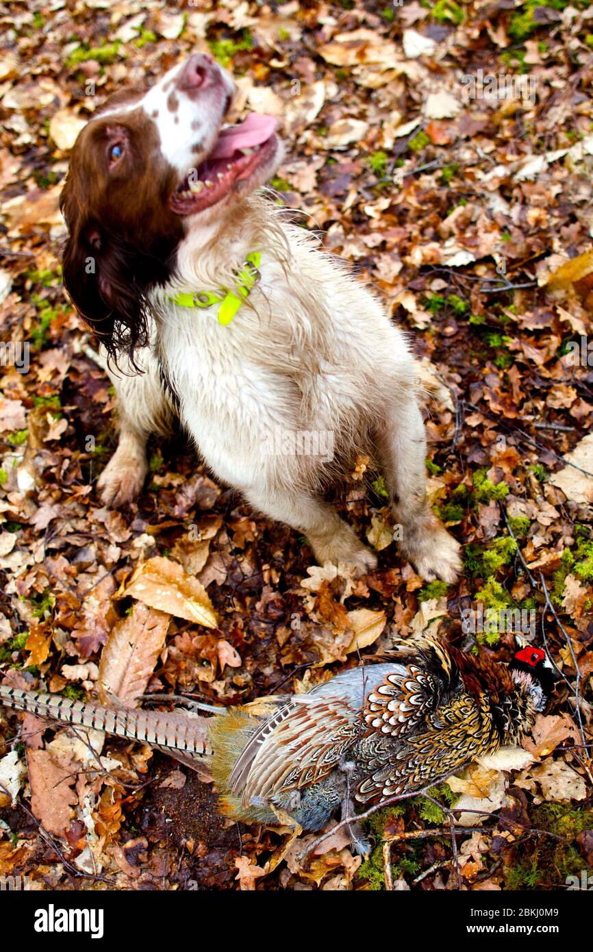 France, Indre et Loire, Vernou sur Brenne, jour de chasse avec chien qui apporte le jeu à la région de chasse de Vuitonnière Banque D'Images