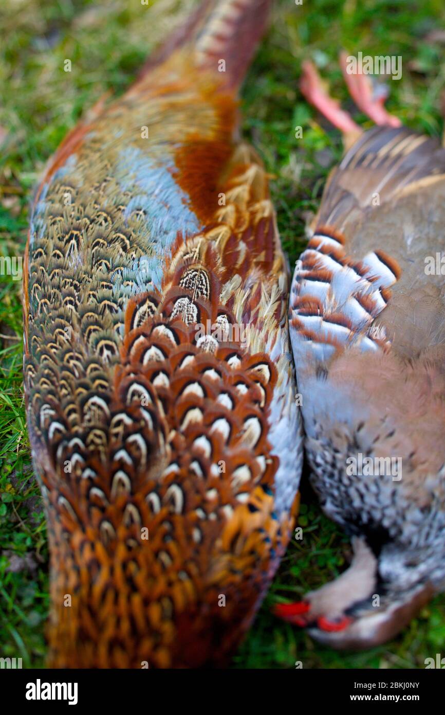 France, Indre et Loire, Vernou sur Brenne, Doing and partridge, à la Vuitonnière, domaine de chasse Banque D'Images