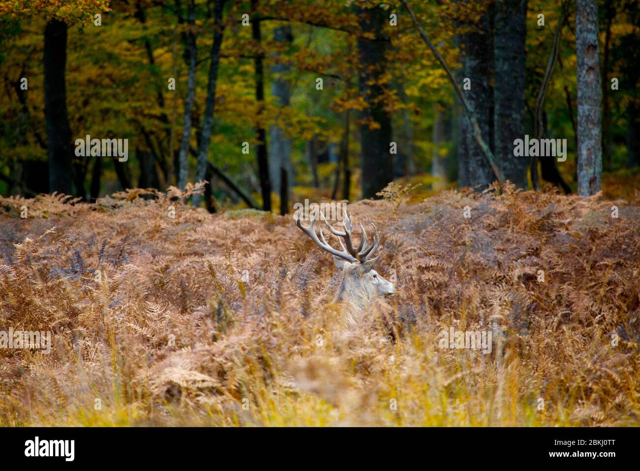France, Sologne, un cerf dans la forêt Banque D'Images