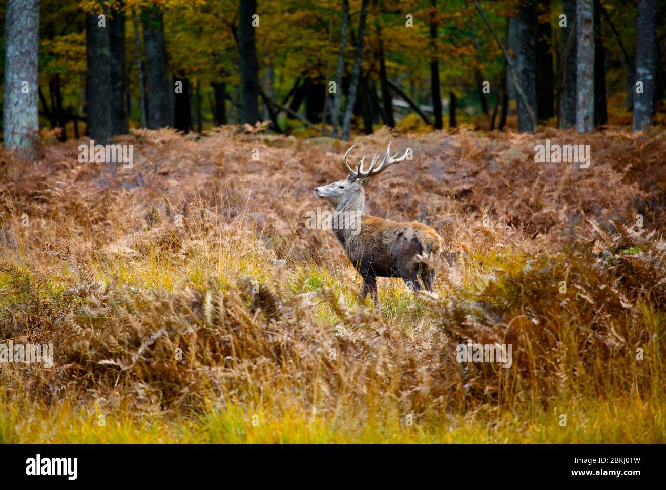 France, Sologne, un cerf dans la forêt Banque D'Images