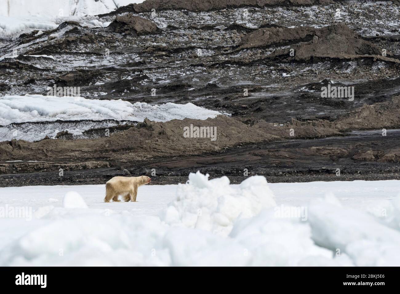 Ours polaire (Ursus maritimus), île de Barents, îles Svalbard, Norvège Banque D'Images