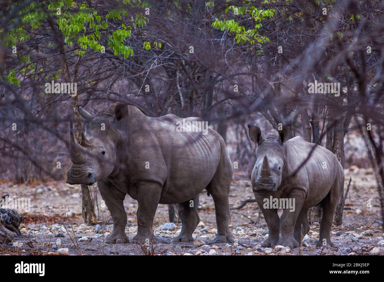 Namibie, région de Kunene, Tsumeb, Parc National d'Etosha, rhinocéros blancs, Ceratotherium simum, mère et fils Banque D'Images