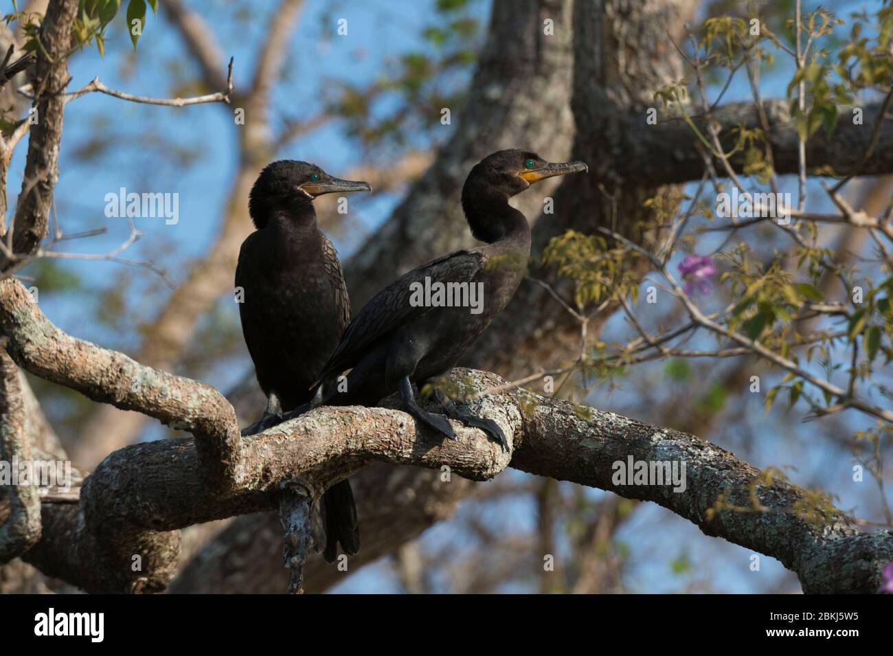 Cormorant néotropique (Phalacrocorax brasilianus), Pantanal, Mato Grosso, Brésil Banque D'Images