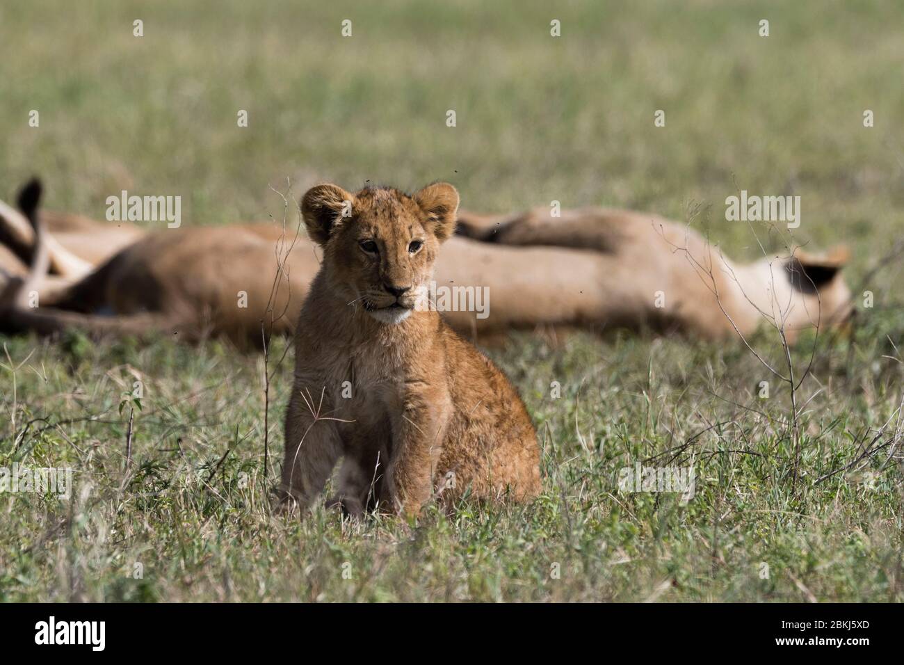 Lions (Panthera leo), cratère de Ngorongoro, aire de conservation de Ngorongoro, Serengeti, Tanzanie Banque D'Images