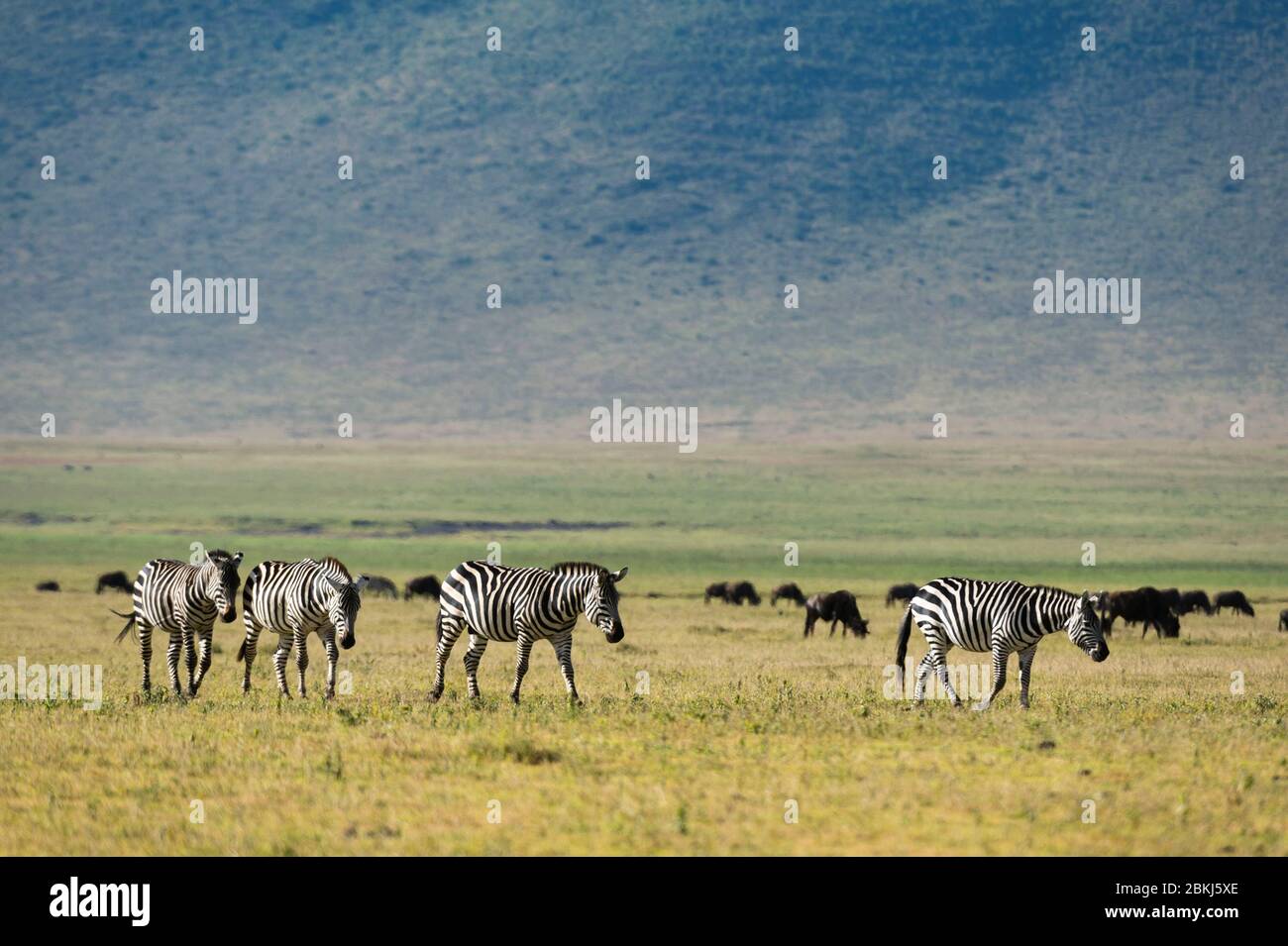Zèbres des plaines (Equus quagga), cratère de Ngorongoro, aire de conservation de Ngorongoro, Serengeti, Tanzanie Banque D'Images