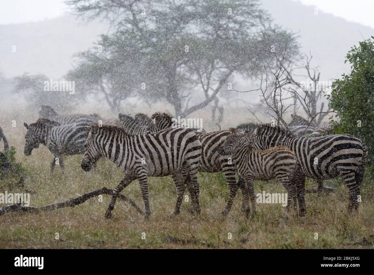 Les zèbres des plaines (Equus quagga) sous la pluie, Seronera, Parc National de Serengeti, Tanzanie Banque D'Images