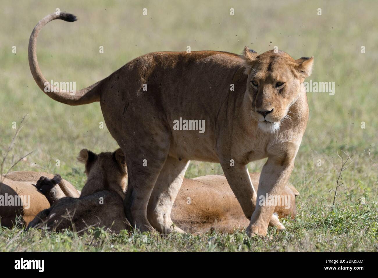 Lions (Panthera leo), cratère de Ngorongoro, aire de conservation de Ngorongoro, Serengeti, Tanzanie Banque D'Images